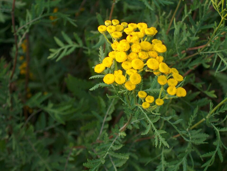 Tansy, which is part of the anti-parasite mixture