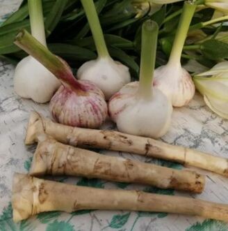 Raftina and garlic against Lamblia