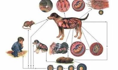 Causes and ways of infection from worms